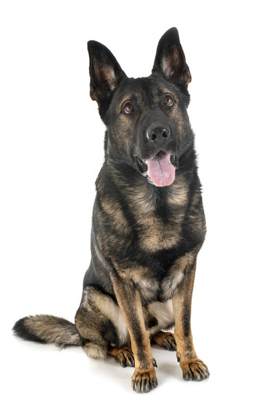 灰色的德国牧羊犬