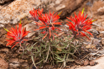 Indian Paintbrush Growing in Red Rocks