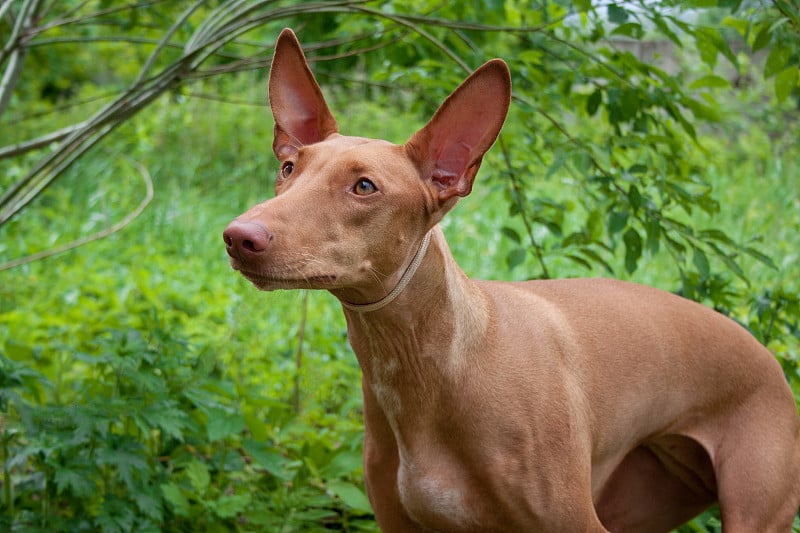 可爱的法老猎犬近距离。猎狗。