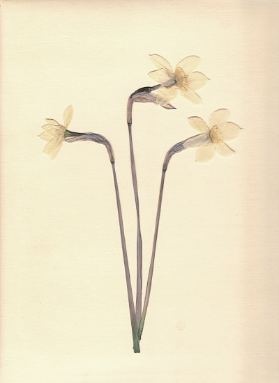 压干水仙花。白色的水仙。