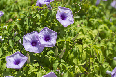 长春藤牵牛花(冲绳石垣岛)