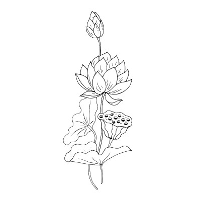 花，叶，莲子。矢量插图。线性图。