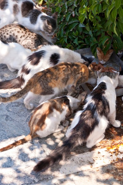 猫在萨摩斯
