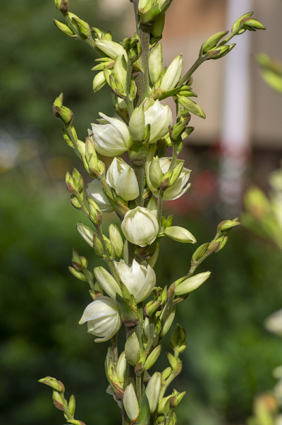 丝兰针线白花盛开，常绿灌木开花，花和芽长在高茎上