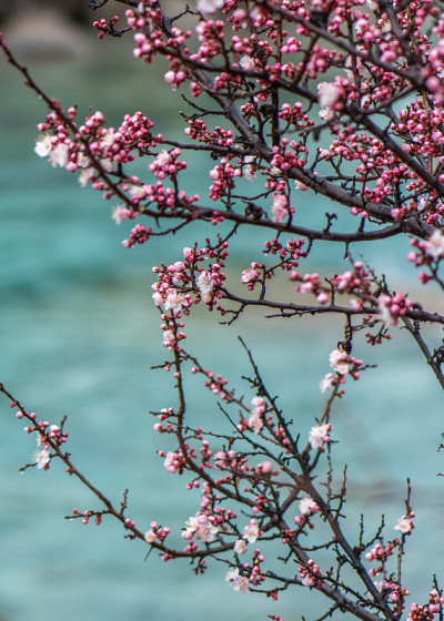 野生西藏桃花