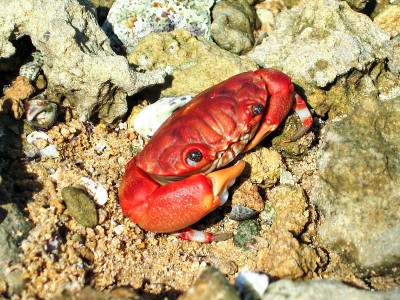小红crabbie