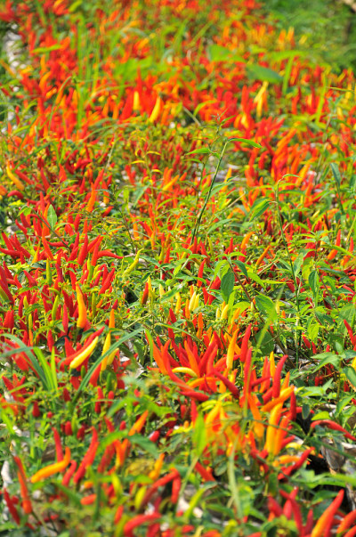 Sa Dec花村，Dong Thap，越南