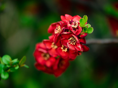 深红的木瓜花盛开2