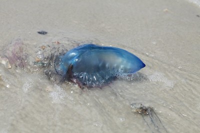 葡萄牙僧帽水母