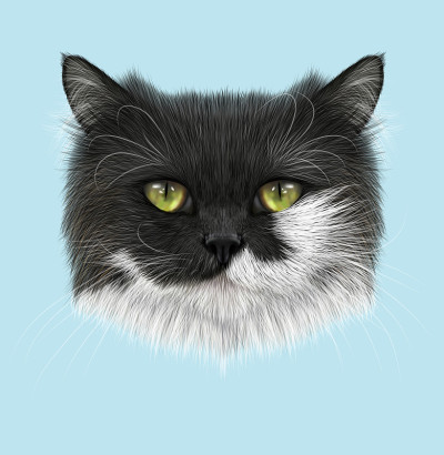 家猫的肖像