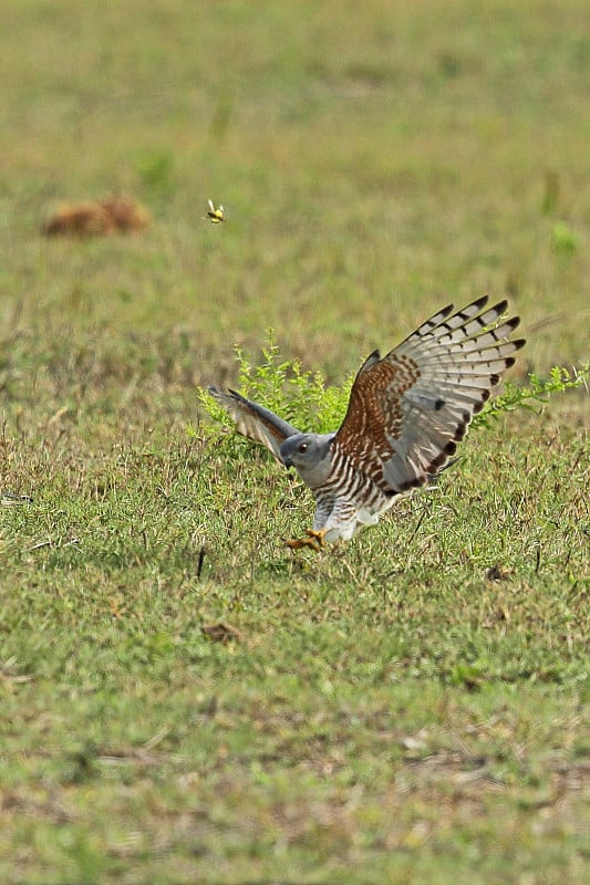 非洲Cuckoo-hawk