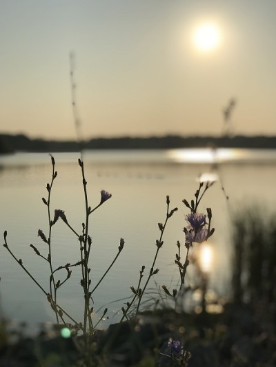 湖面上平静的夕阳。