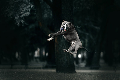 美国斗牛犬跳起来接球