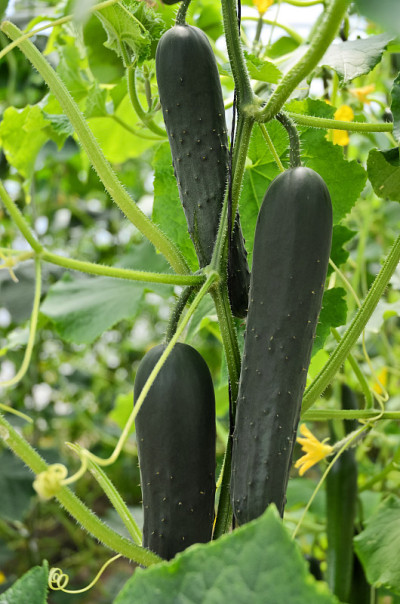 黄瓜
