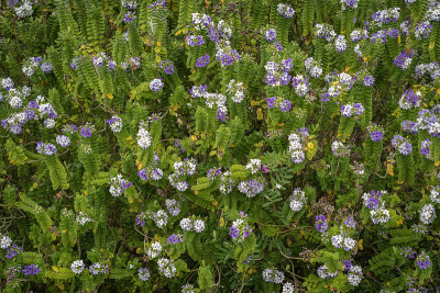 法国勒阿弗尔:悬浮花园。鲜花和植物
