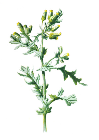 Groundsel或Senecio vulgaris，或Groundsel或老人在春天。古董手绘田野