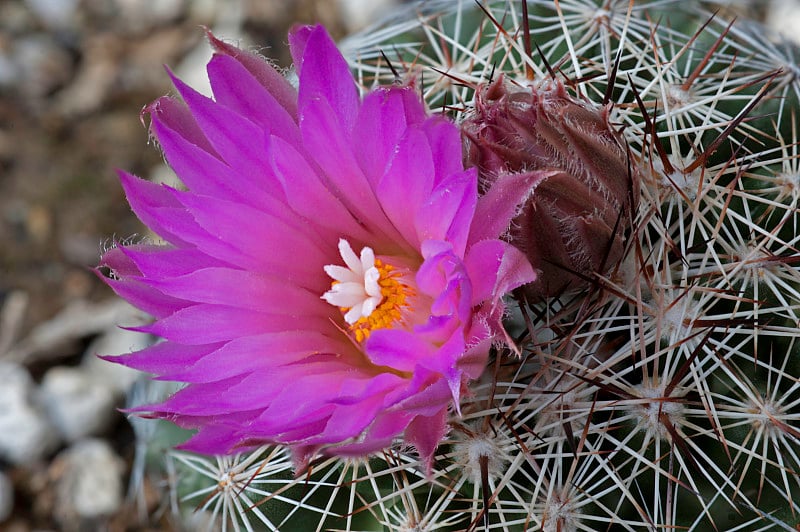 蜂窝仙人掌，Coryphantha vivipara，大盆地国家公园，内华达州