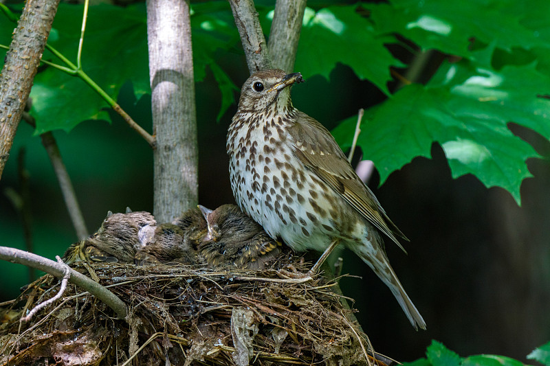 歌曲《Thrush》(Turdus philomelos)。