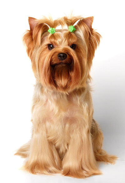 约克郡犬
