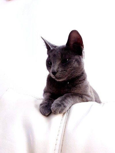 Grey六个月大的小猫