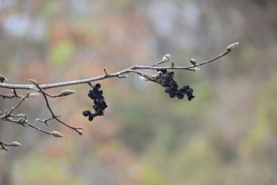 玉兰花/花