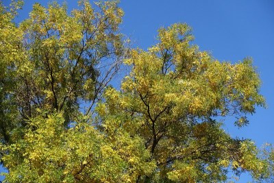 10月中旬，天空湛蓝，秋叶黄绿相间