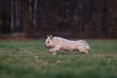 一头金发凯恩梗犬的照片在一个肖像照片拍摄跑过一个草地