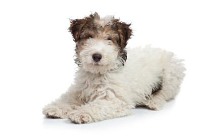 狐狸犬小狗