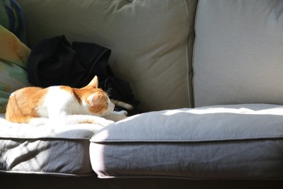 猫咪在玩休闲游戏