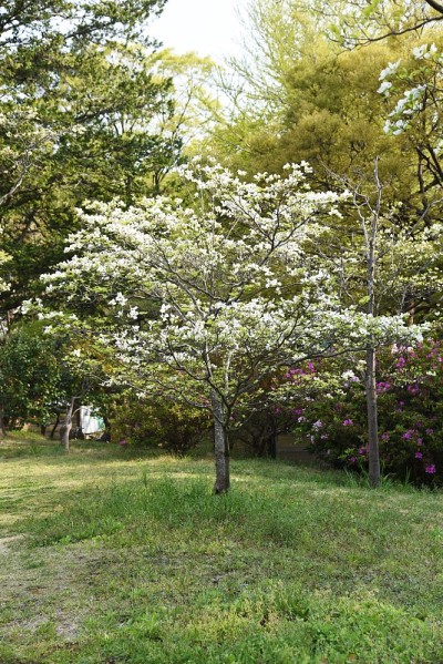 山茱萸(佛罗里达山茱萸)