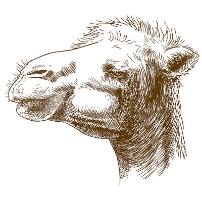 骆驼头雕刻插图