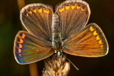 Aricia agestis, the brown argus, is a butterfly in