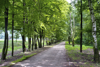 公园里的路