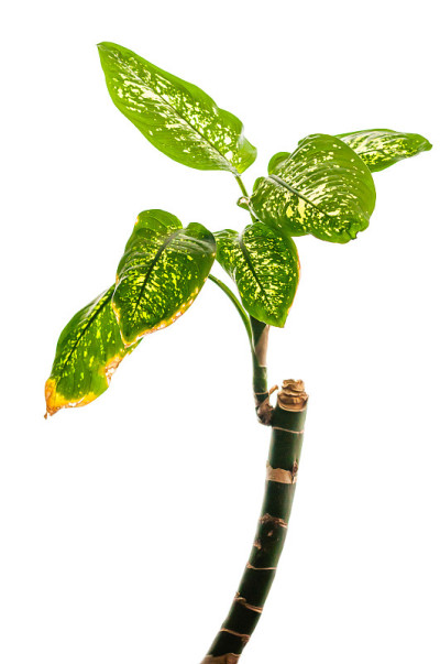 在白色的背景上孤立的破碎的主茎的顶端长出充满活力的绿色叶和白色的斑点