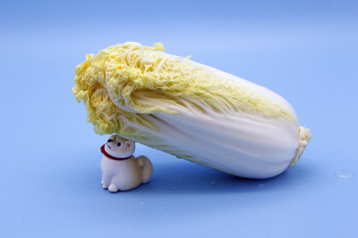 美味的菜