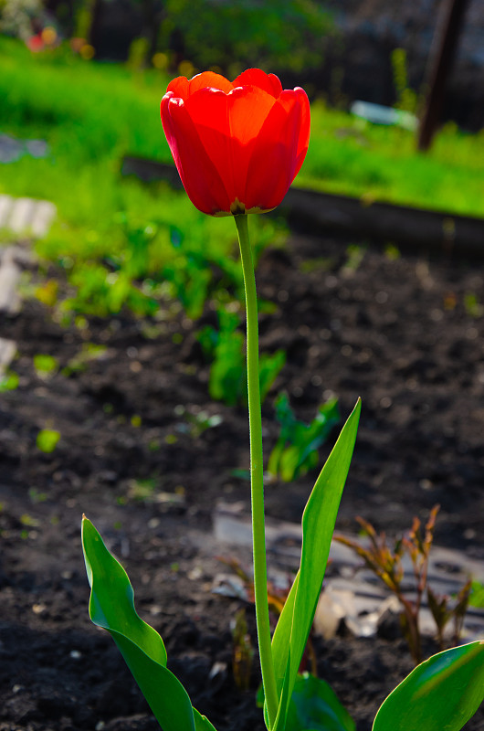 红色郁金香特写。开放和封闭的花蕾郁金香。明亮的郁金香花从四面八方。鲜花迎新春