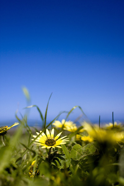 花，田野和天空