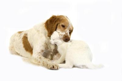 肉桂色法国西班牙猎犬公犬和白色家猫