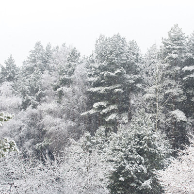 森林里下大雪