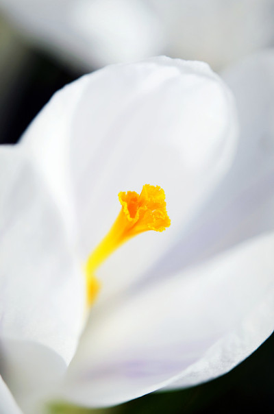 白色番红花的特写，