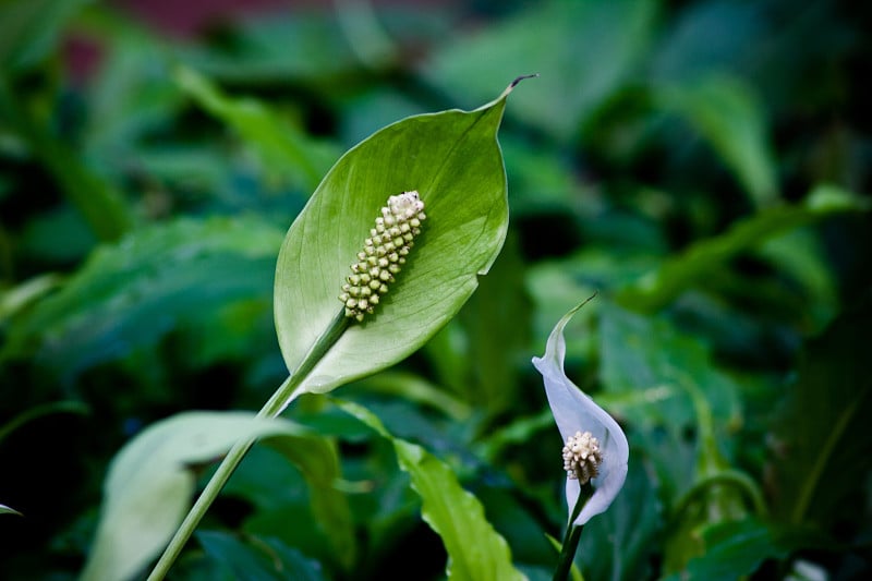 绿色花烛属植物