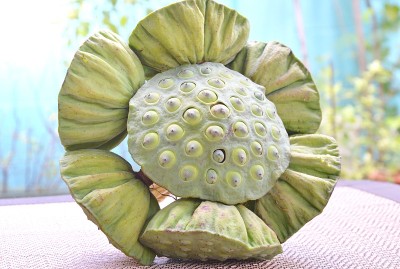 豆荚里的莲子在竹席上