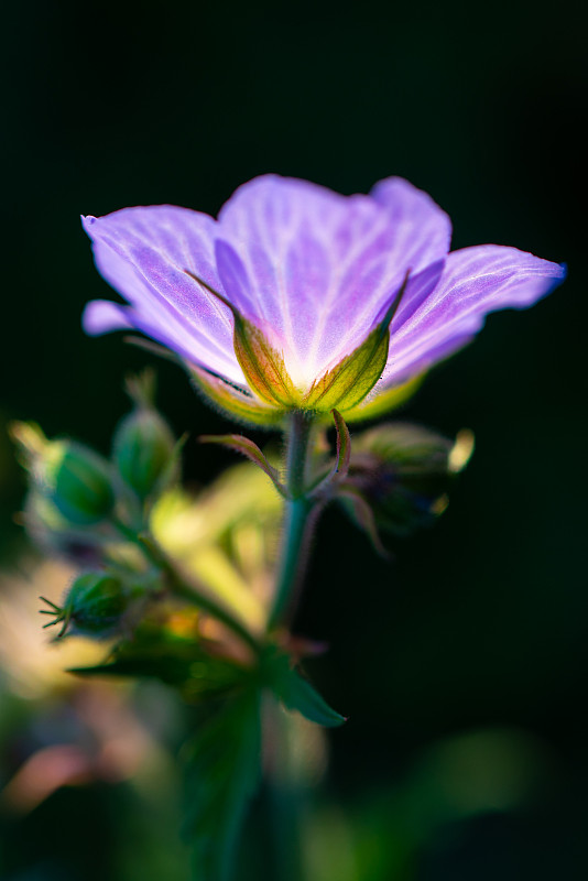 背光紫色的花