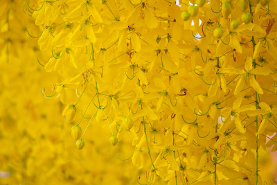 金雨树开花。