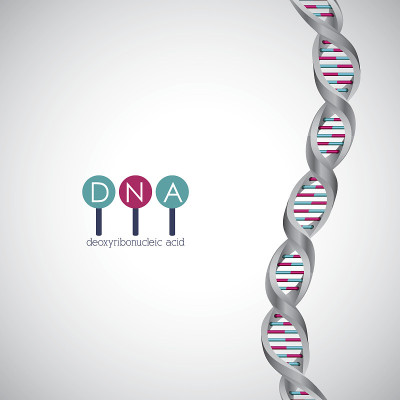 Dna结构染色体设计