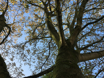 普通核桃树在2018年5月下旬开花
