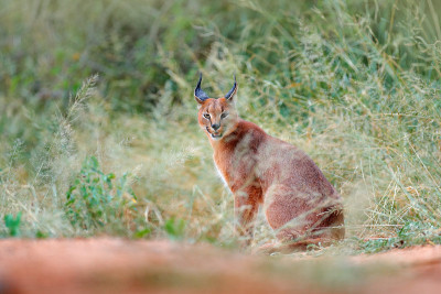 野猫，非洲猞猁，隐藏在绿色的草丛中。美丽的野猫在自然栖息地，博茨瓦纳，南非。动物在美丽的环境中，野猫