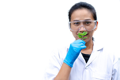 科学家拿着薄荷叶在白色的背景