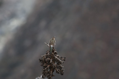 巨大的蜂鸟