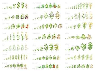 农业植物，生长集动画。豆类、番茄、茄子、辣椒、玉米等多种谷物。发展种植植物。平面向量。